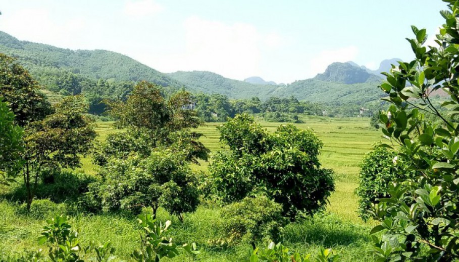 Cần bán trang trại nhà vườn 3634m2,vườn cây,ao cá,view núi đá, cánh đồng giá hơn triệu!!!
